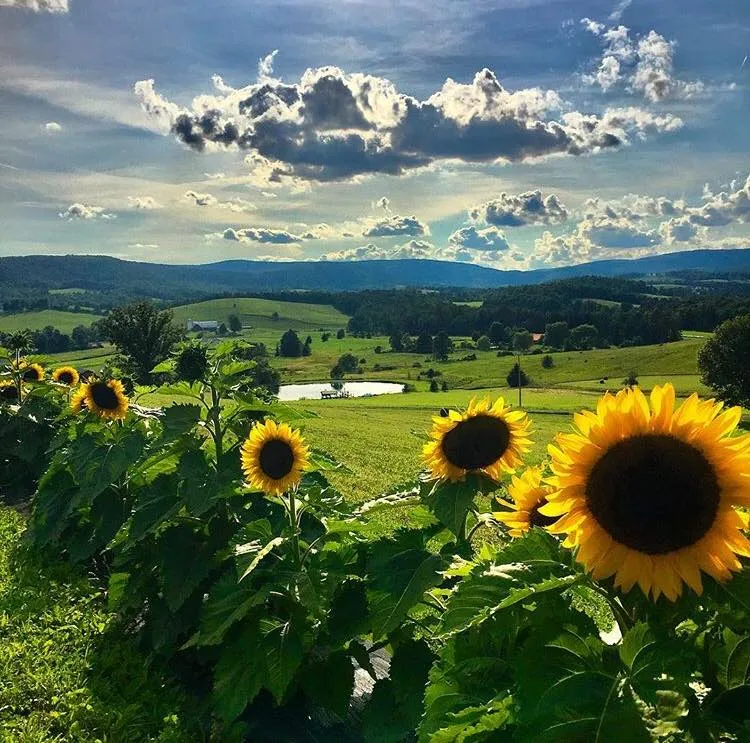 Slate Hill Lavender Farm