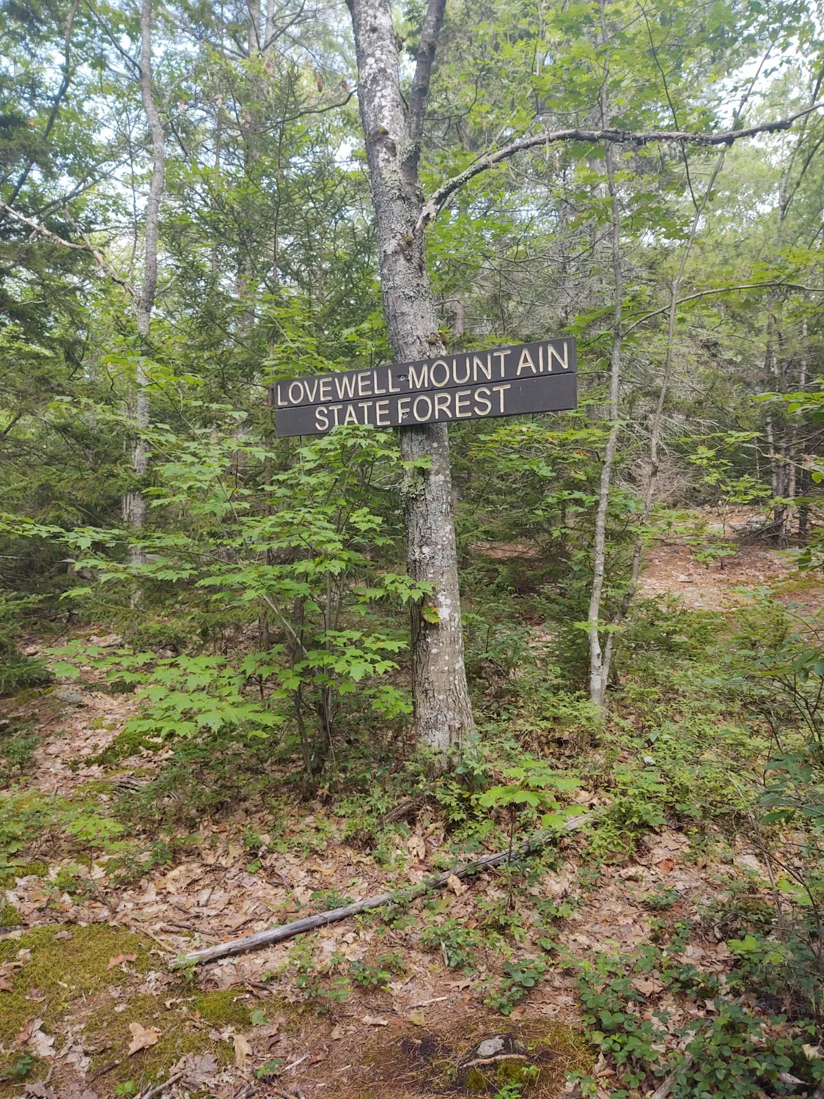 Monadnock-Sunapee Greenway Trail, General Washington Shelter