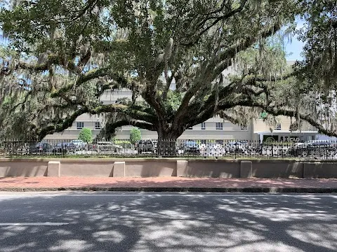 Candler Oak