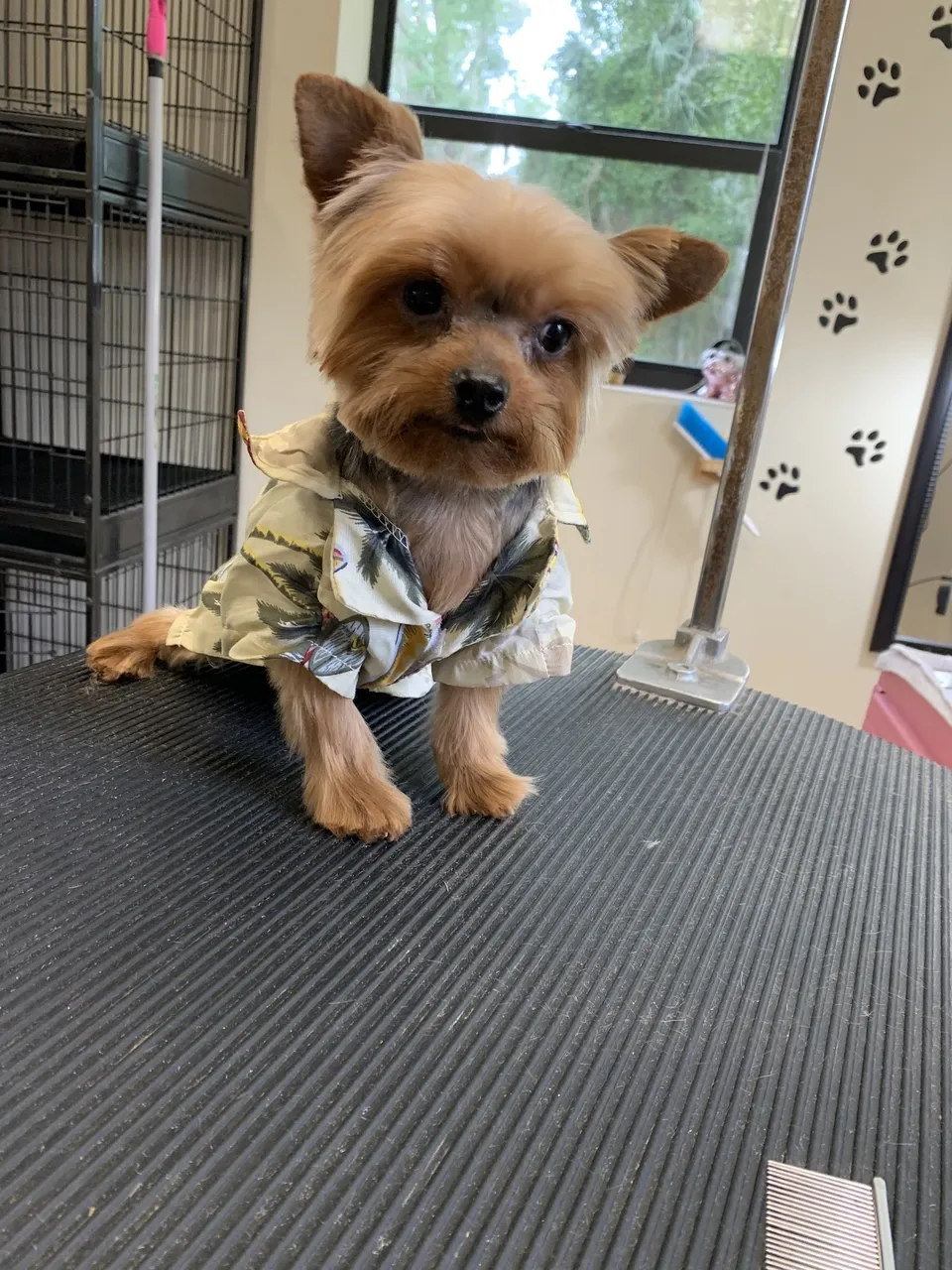 Shannon's Dog Grooming Shop