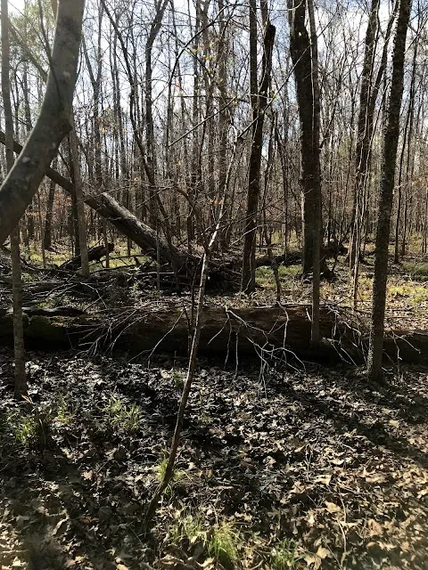 Ryan Creek Park
