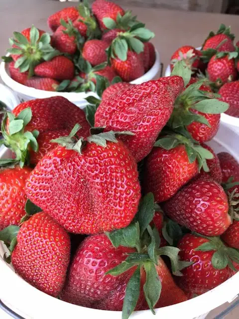 Hickory Bluff Berry Farm