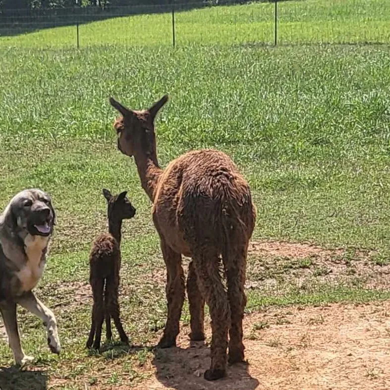 Little Eden Alpaca Farm