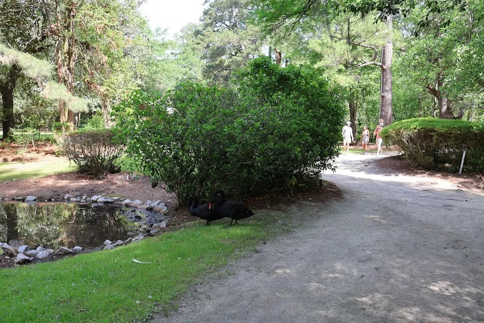 Camellia Island