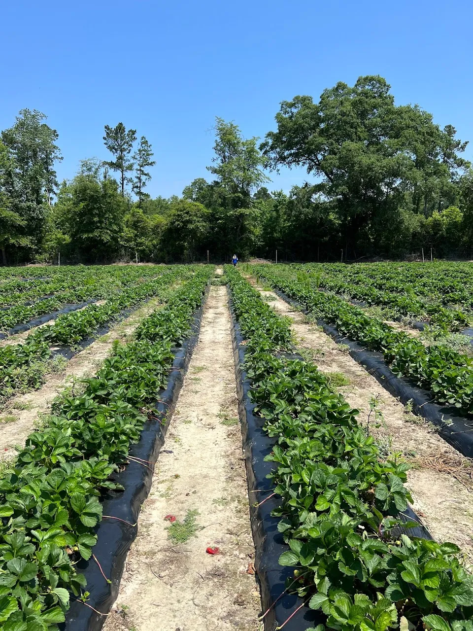 Hickory Bluff Berry Farm