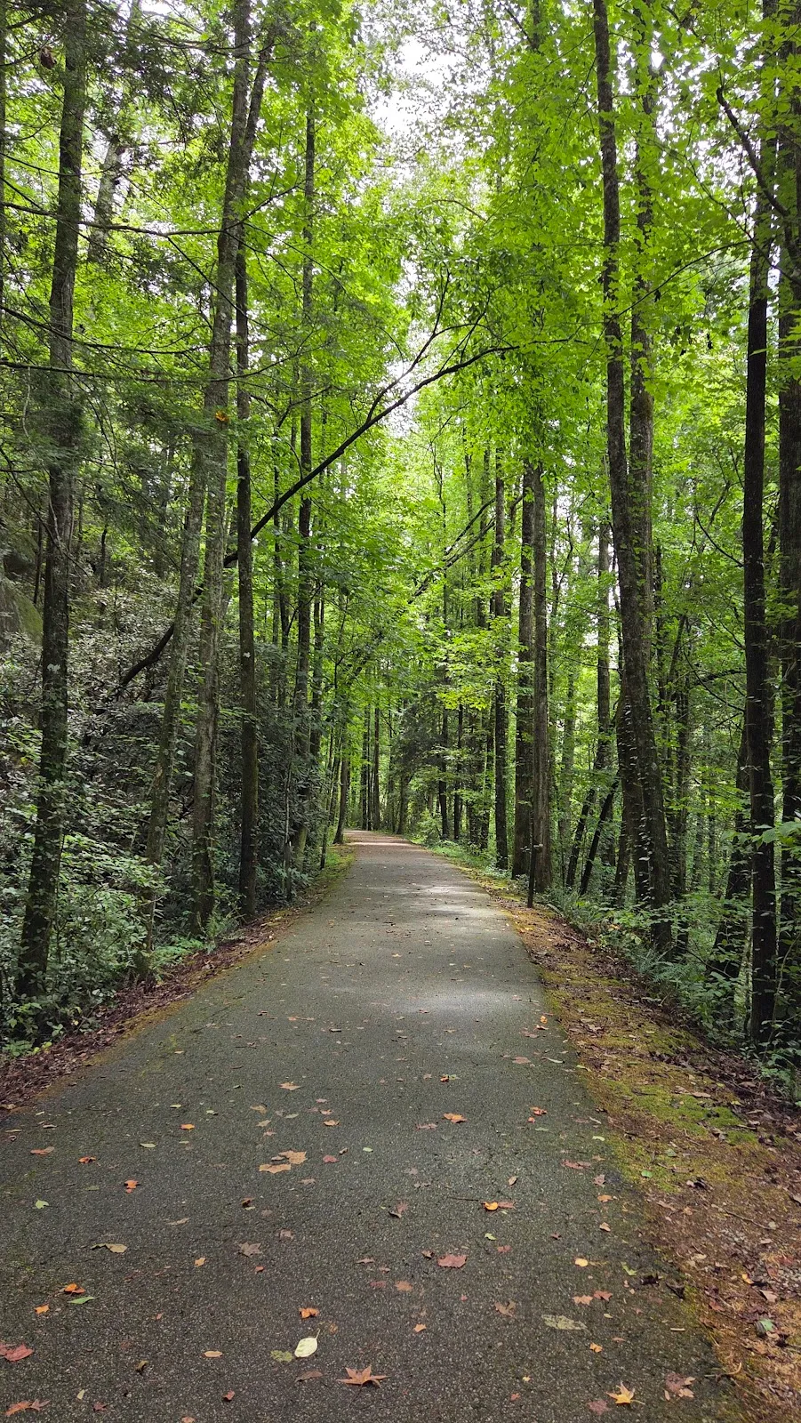 Tallulah Falls Rail-Trail Bridge