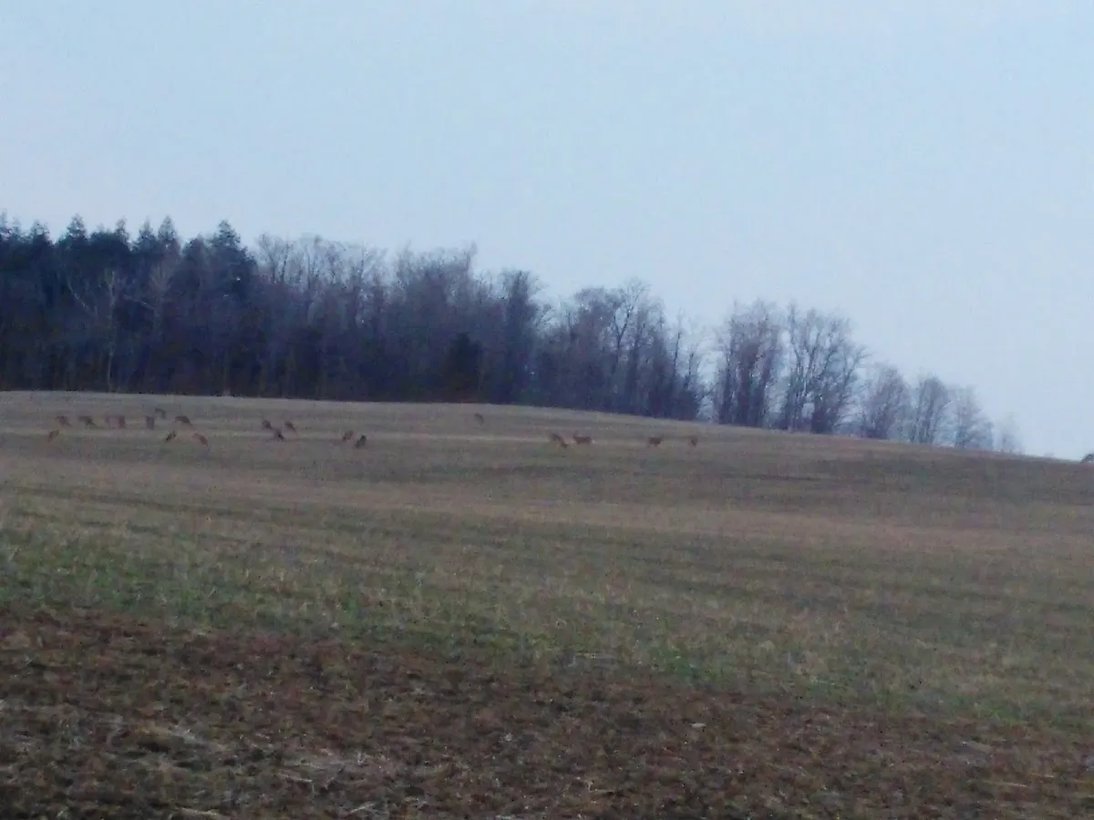 Cold Springs Farm