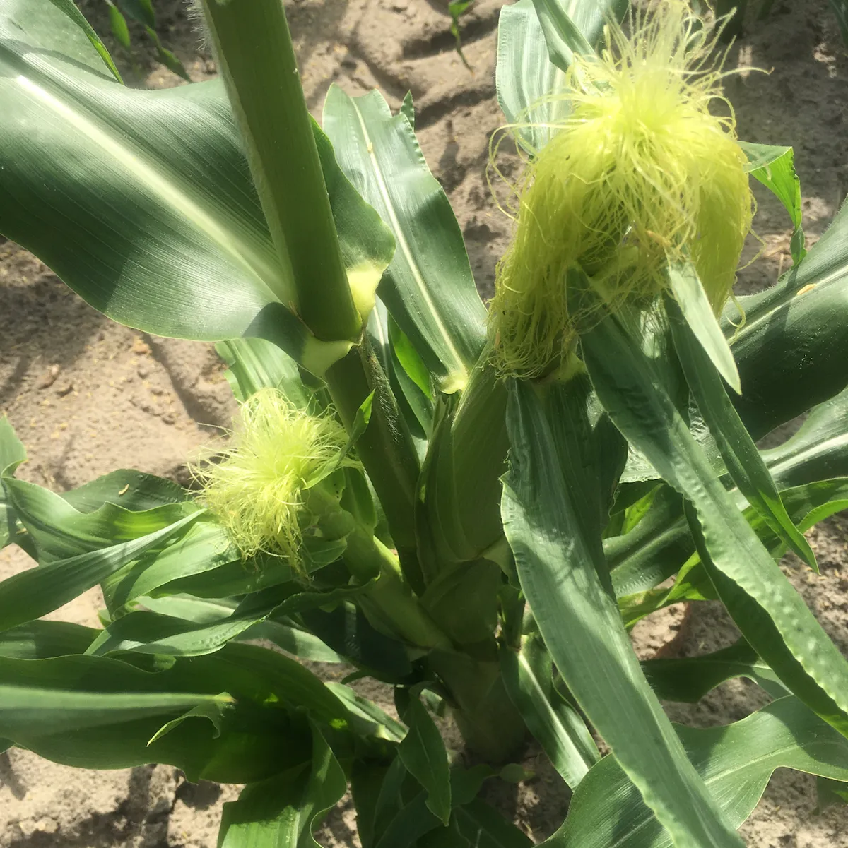 Frazier Farms