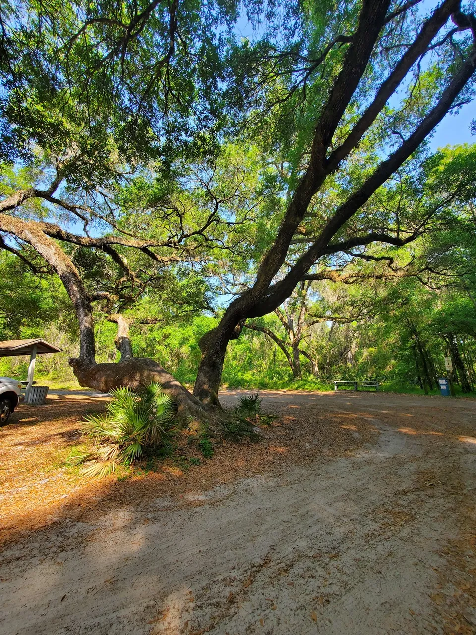 Lake Townsen Preserve