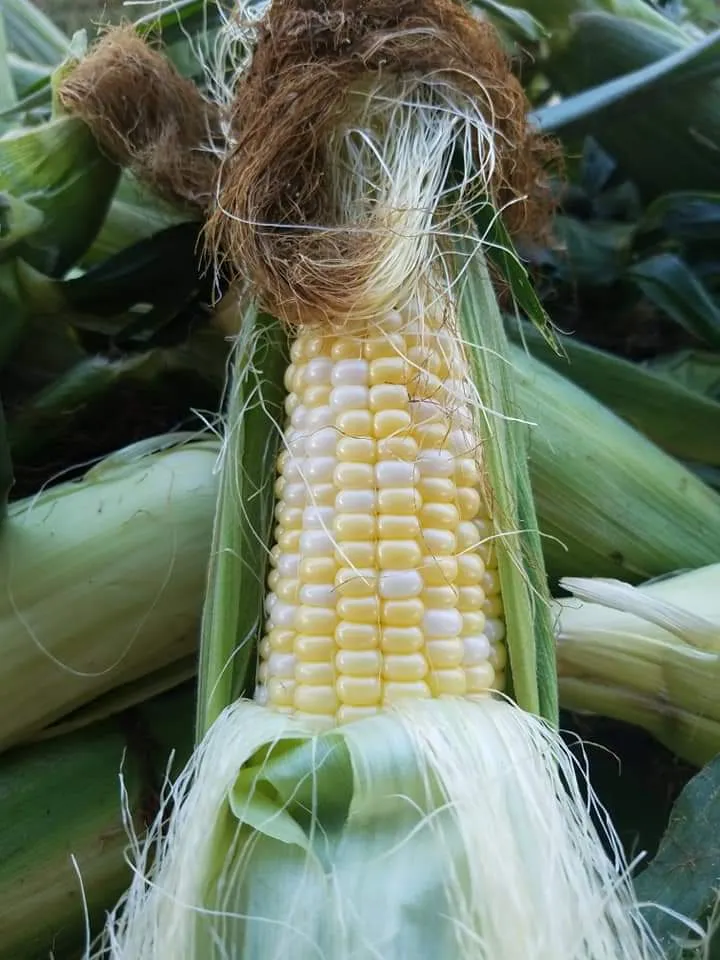 Waleska Farmers Market