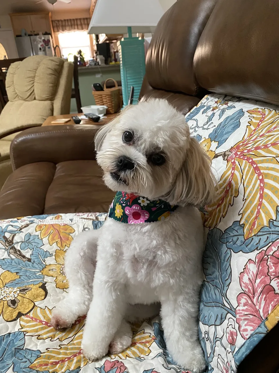 Beachwood Animal Clinic