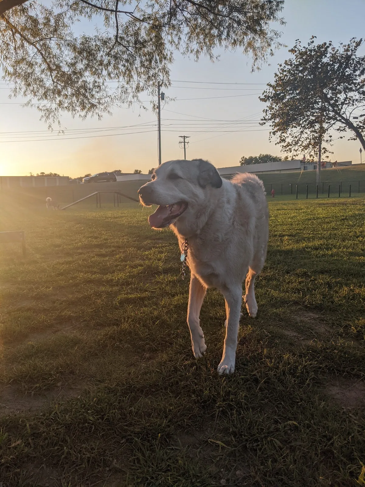 Tahlequah Tails Dog Park