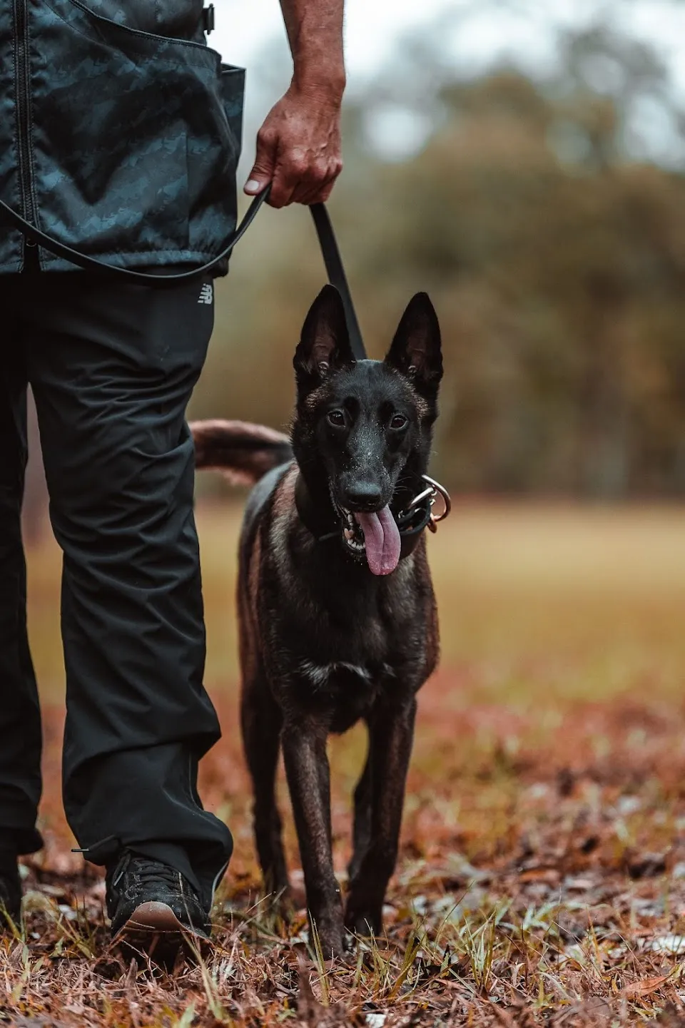 Nala's Ranch: Dog Boarding & Training
