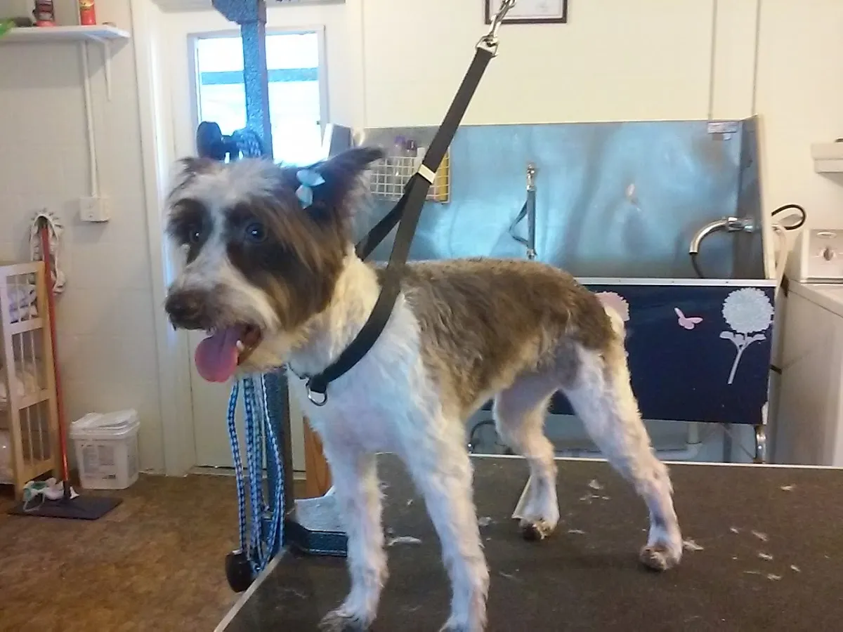 Puppy Luv Grooming