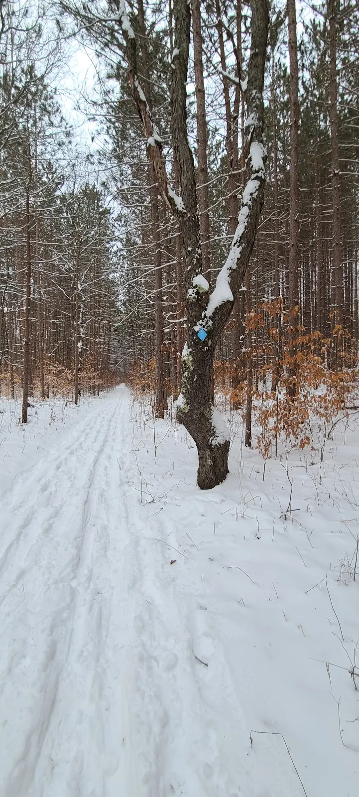 Mackenzie Cross Country Ski and Mountain Bike Trail