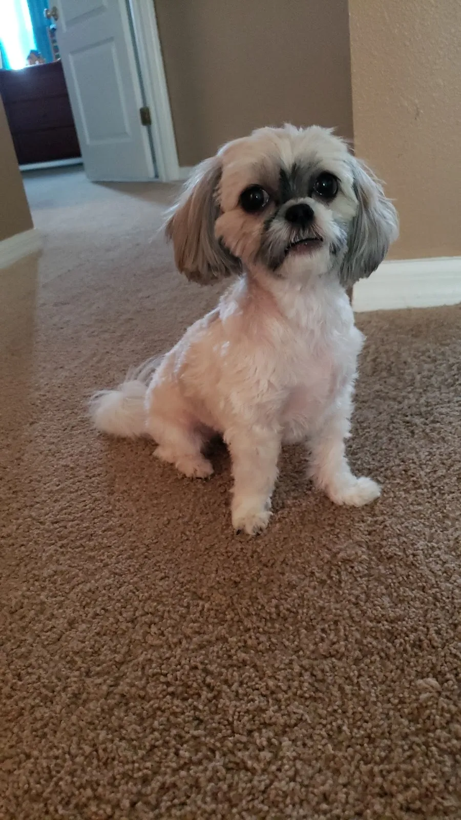 Spring Hill Pet Grooming