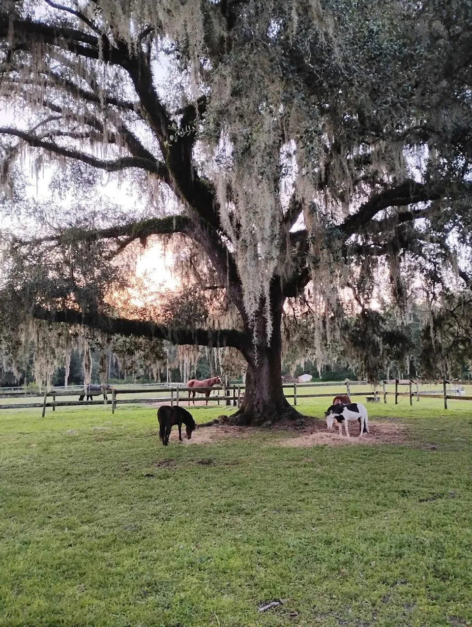 Just A Bit Equestrian Center
