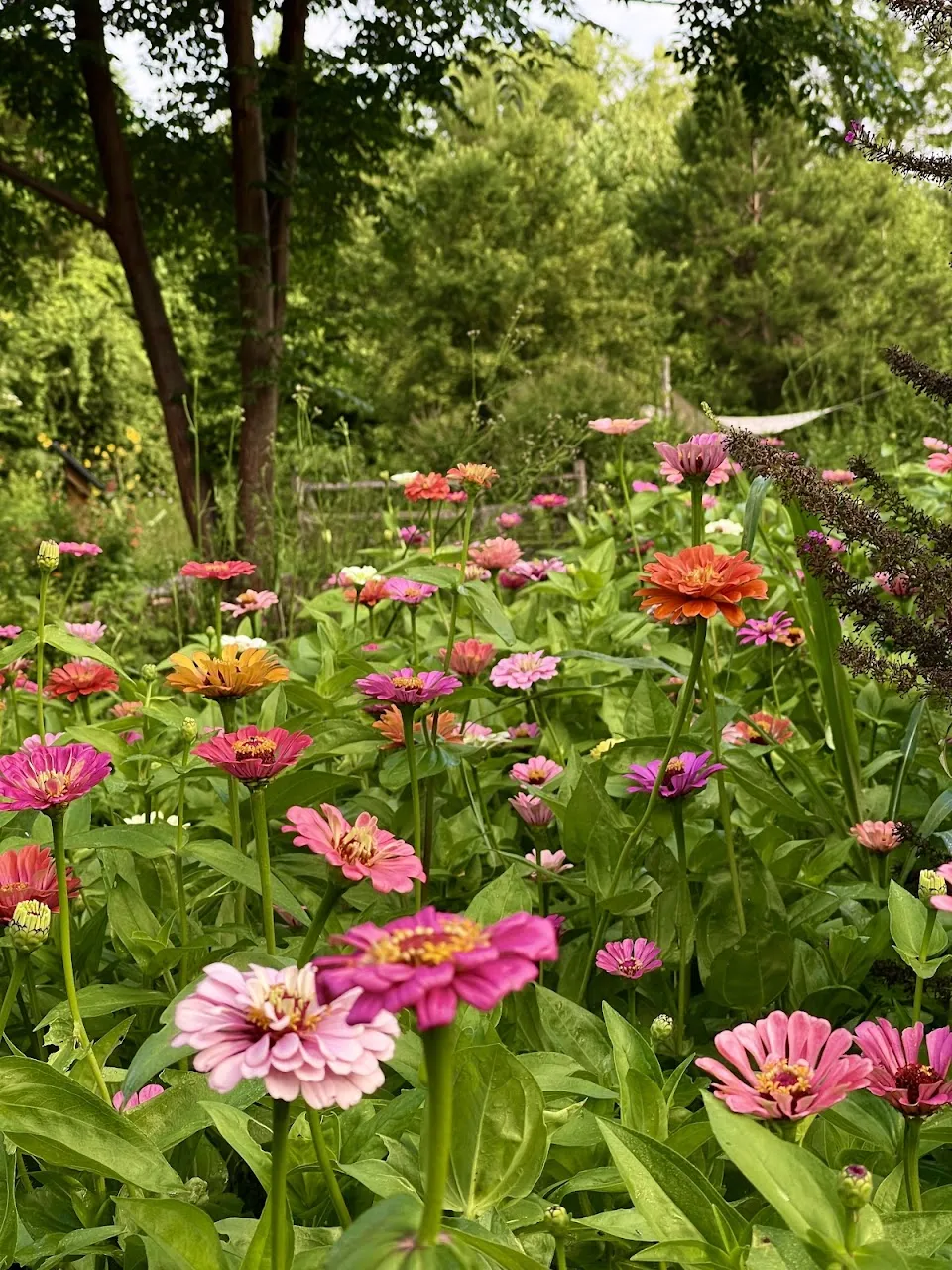 Butterflies & Blooms in the Briar Patch
