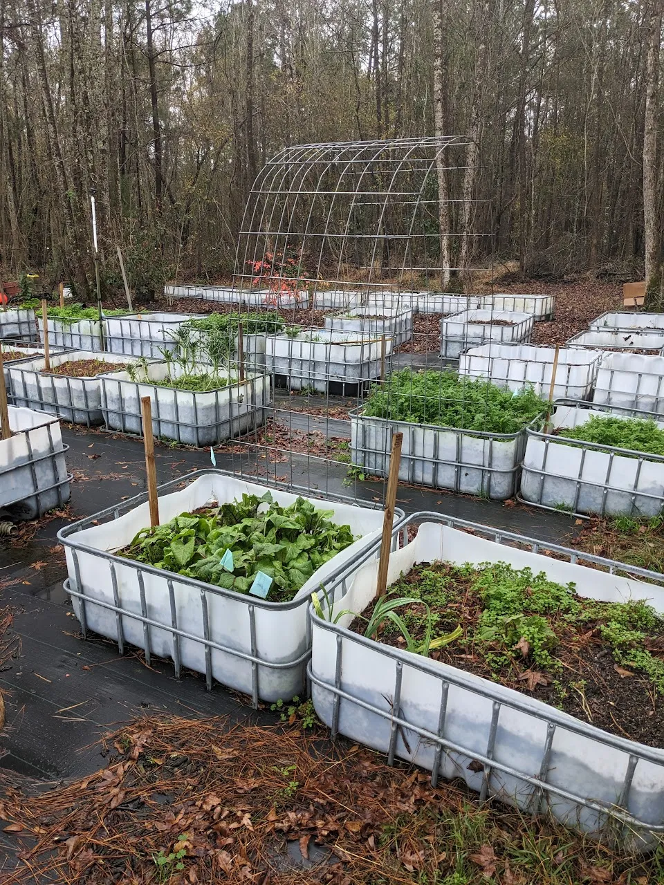 Philipp elderberry farm crafty maibritt