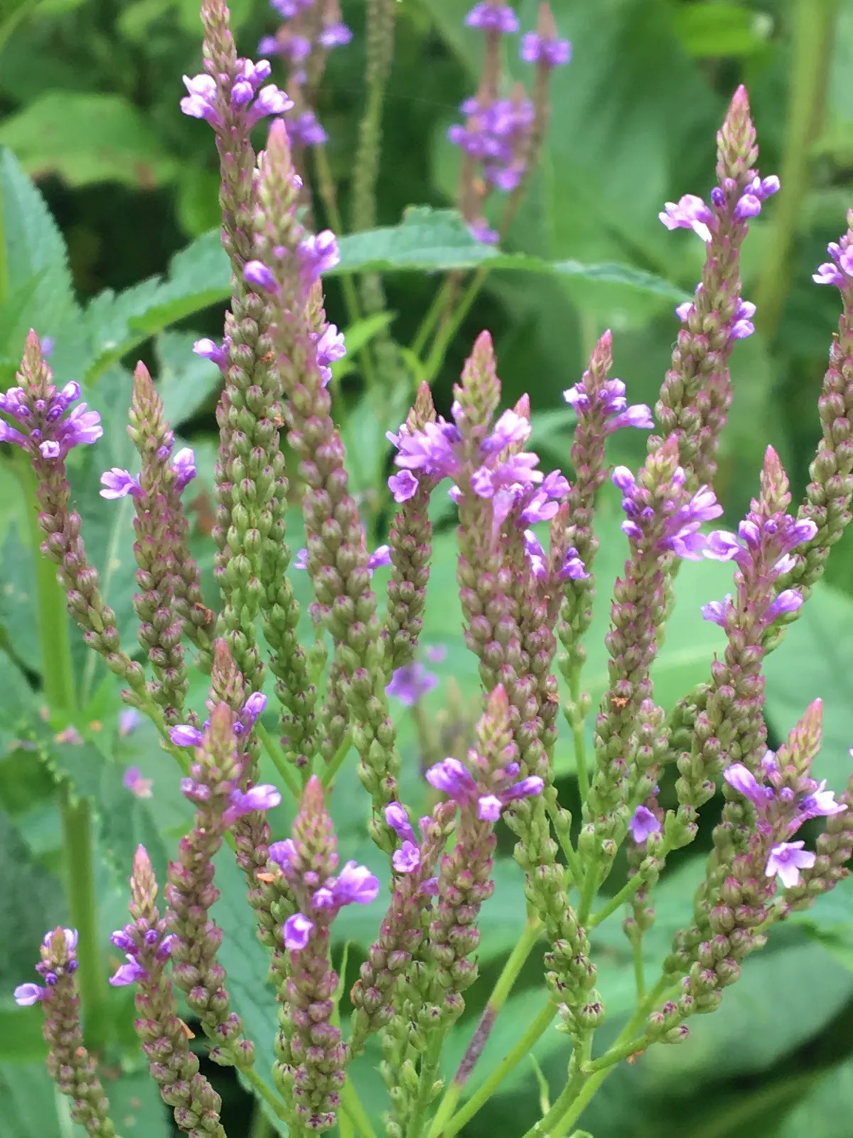 Raven Crest Botanicals