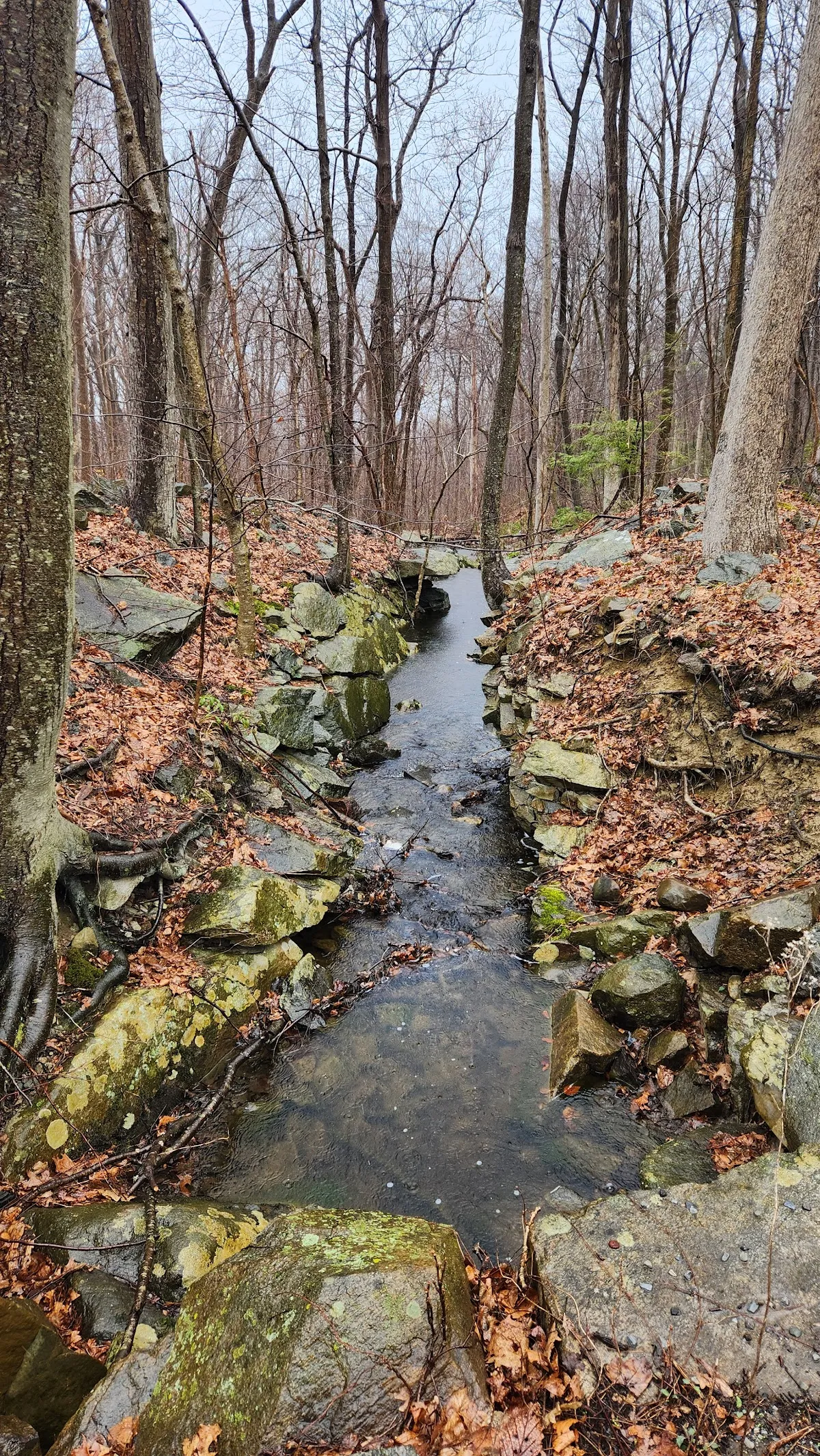 Black Rock Forest Consortium