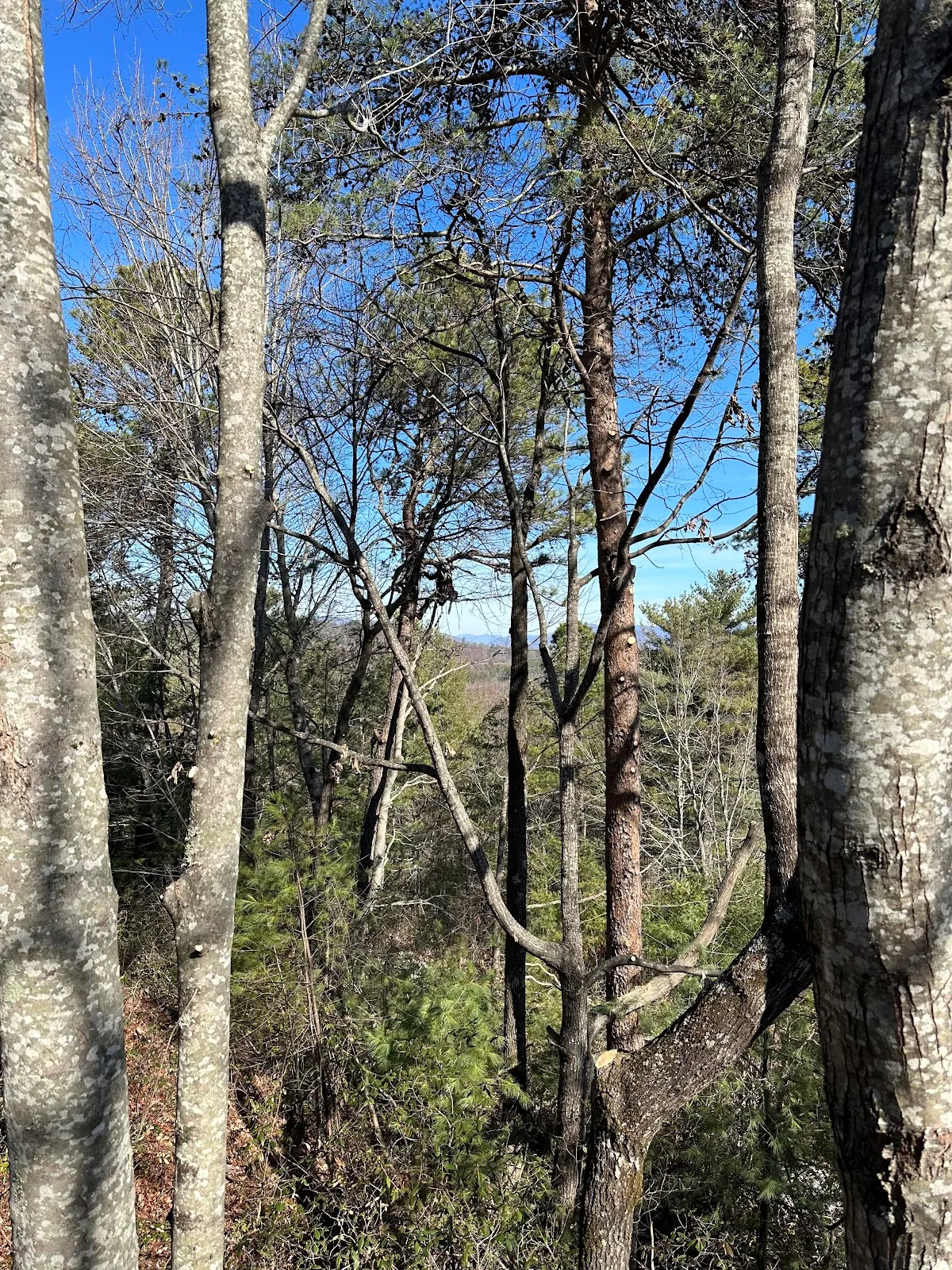 Brooks Tree Co.
