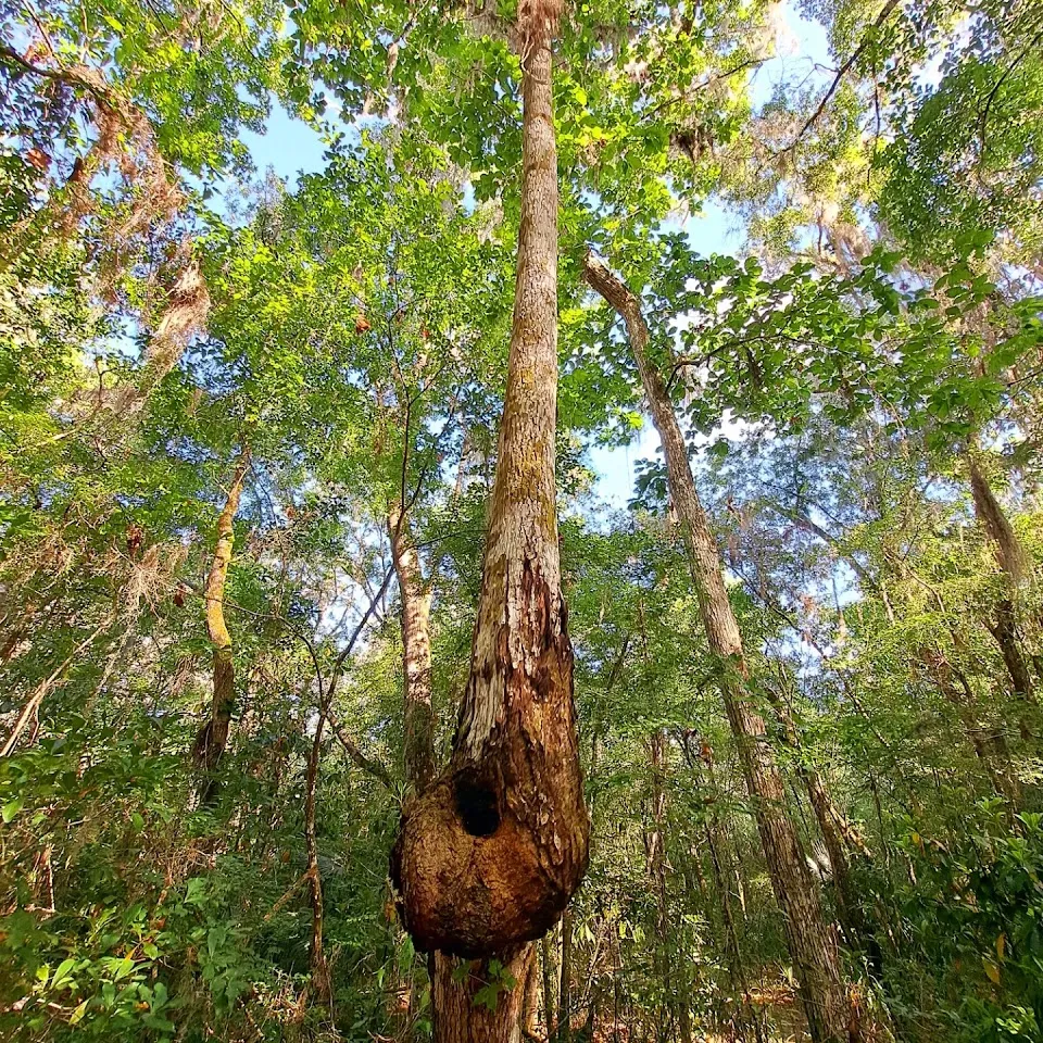 Fickett Hammock Preserve - trailhead