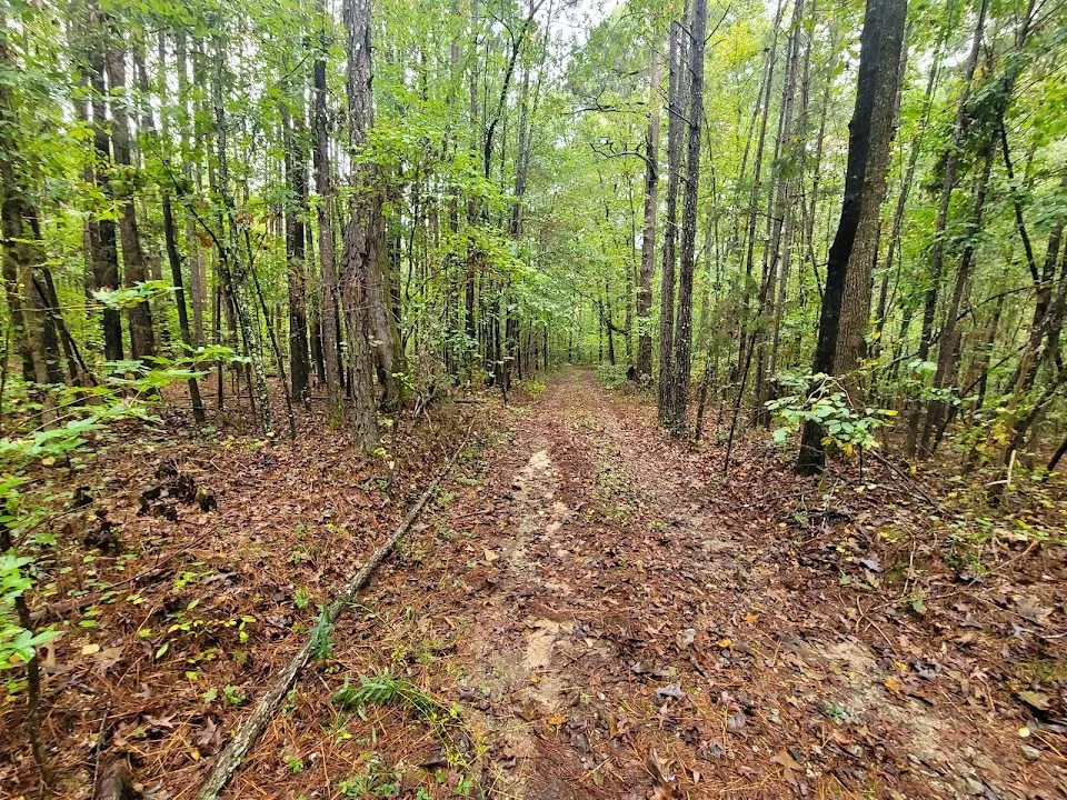 Oconee National Forest