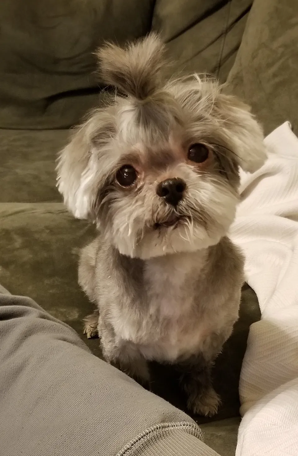 Topknots & Tails