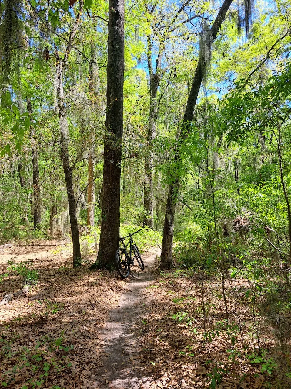 Whitemarsh Preserve