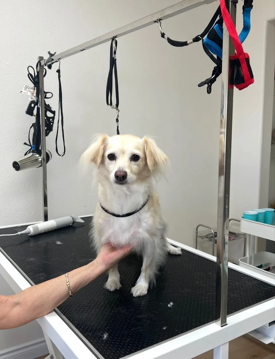 CIYA PET GROOMING