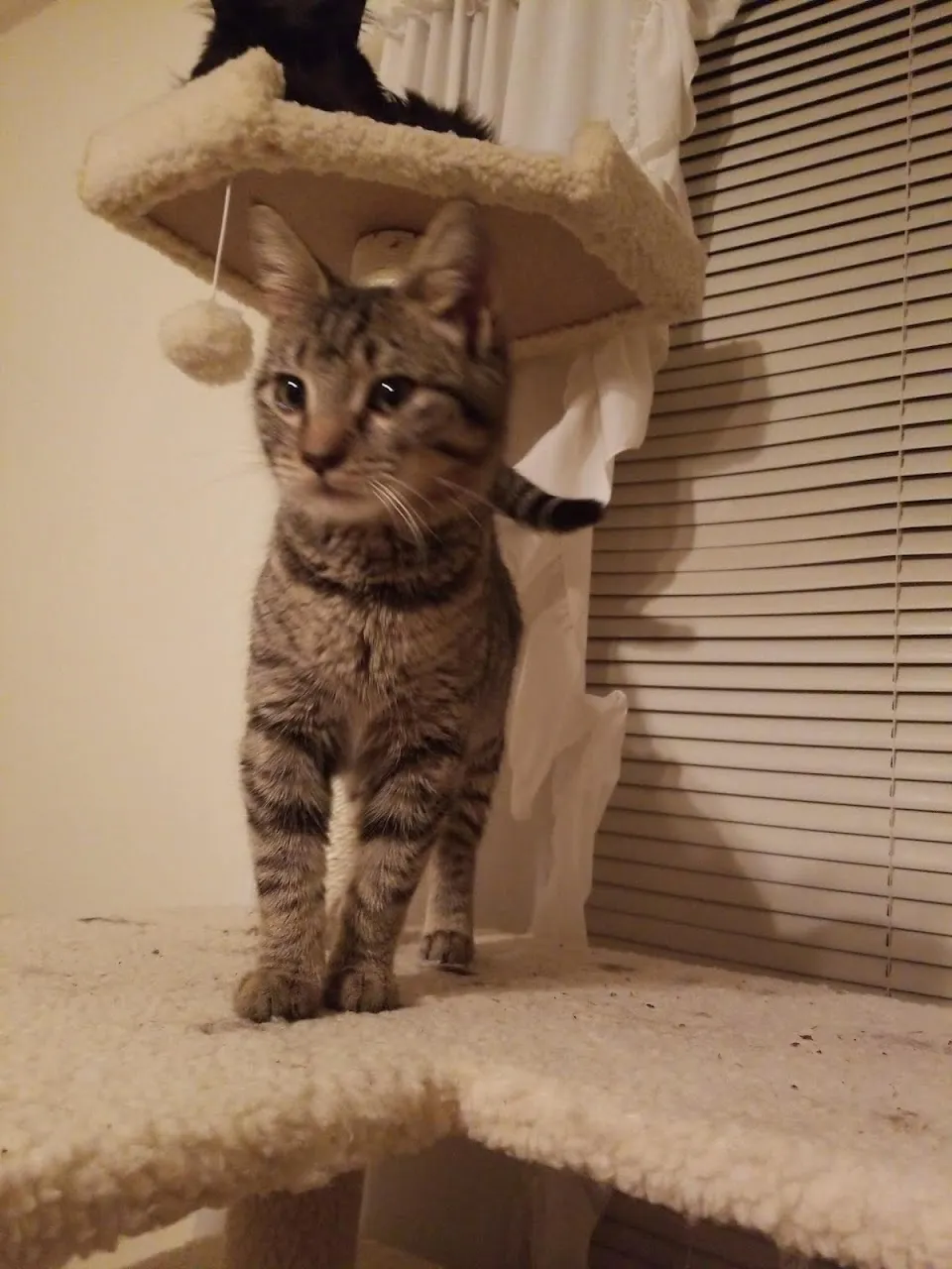 Petsense by Tractor Supply