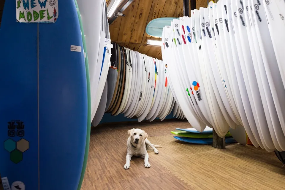 Red Dog Surf Shop