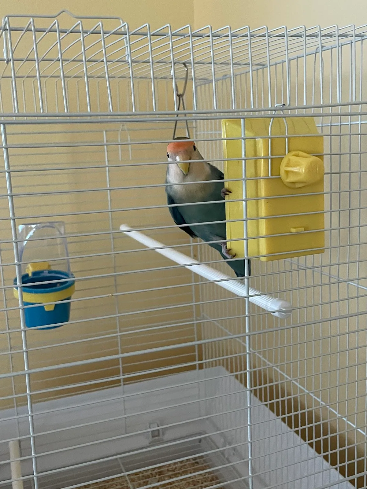 Staci's Pet Sitting & Training LLC