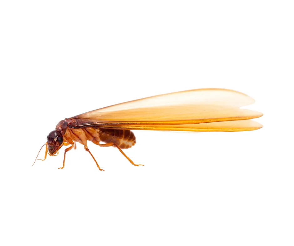 Palmetto Exterminators