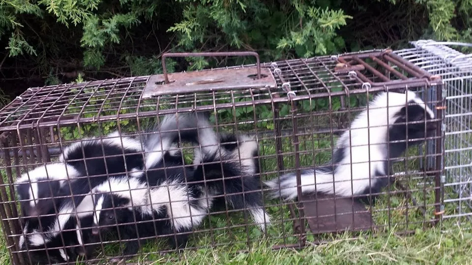 Wildlife Removal St. Louis