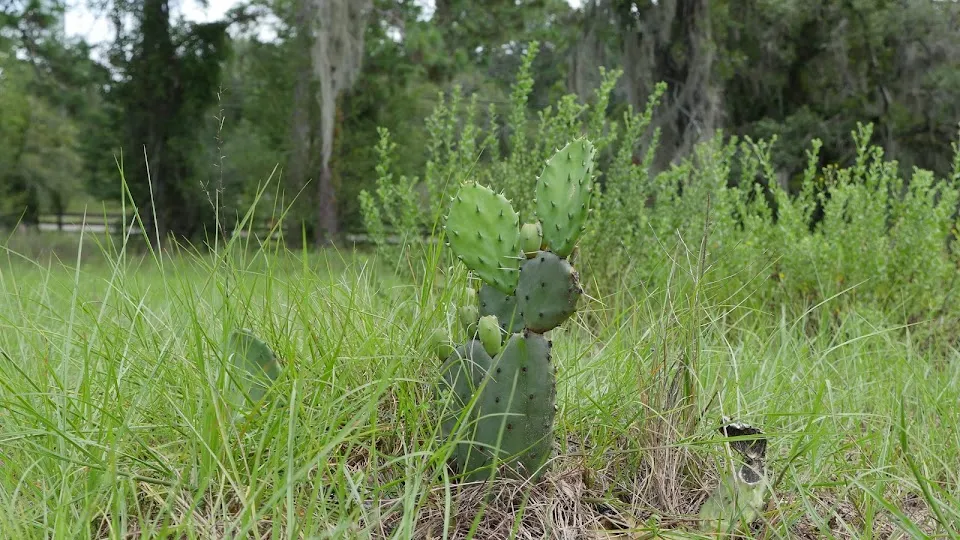 Grow Permaculture, LLC