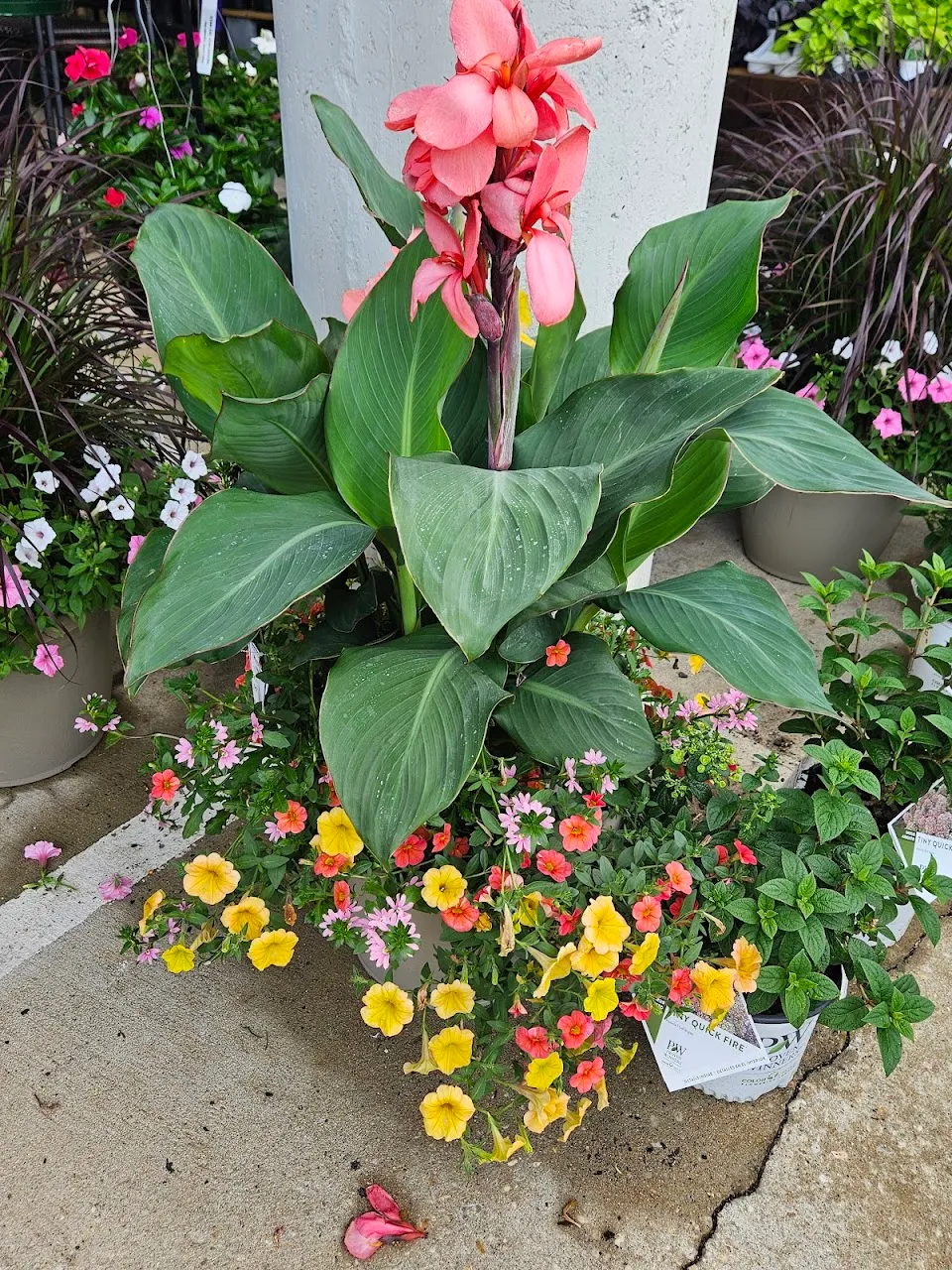 Wolfe's Lil Garden