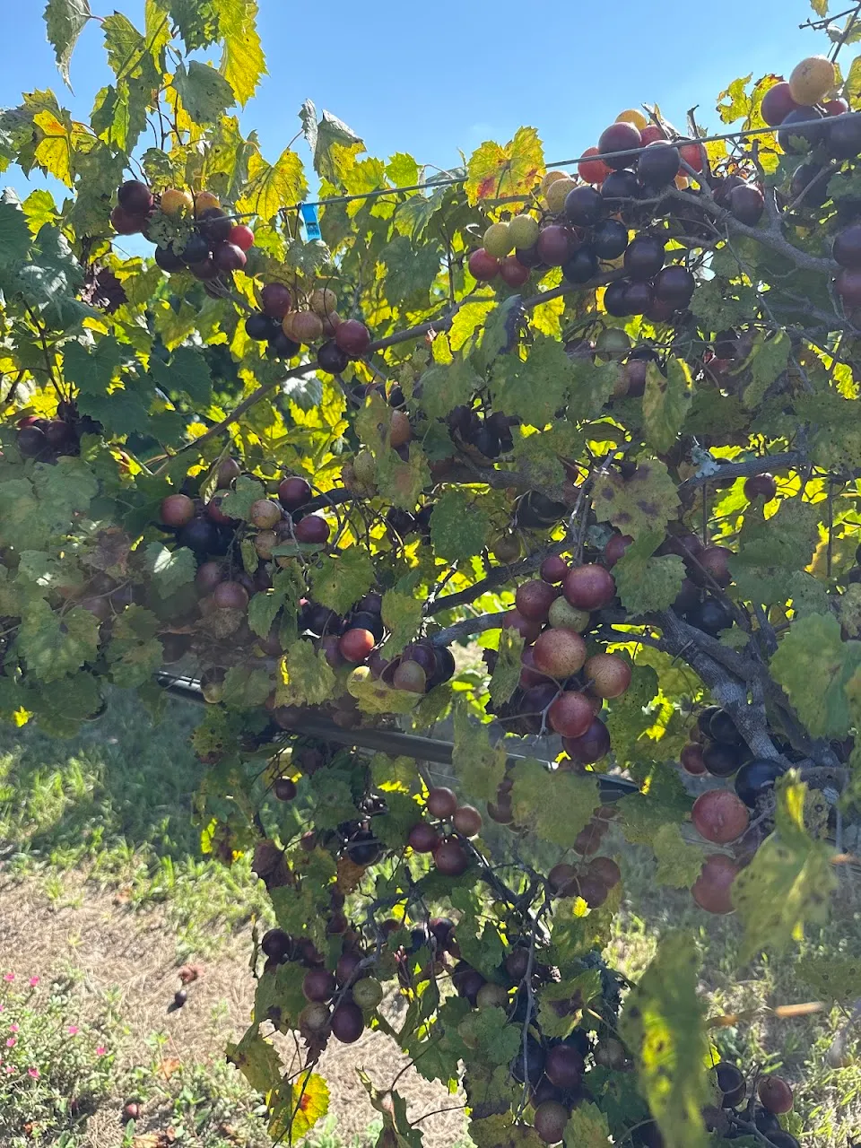 Jubilee Grape Vines