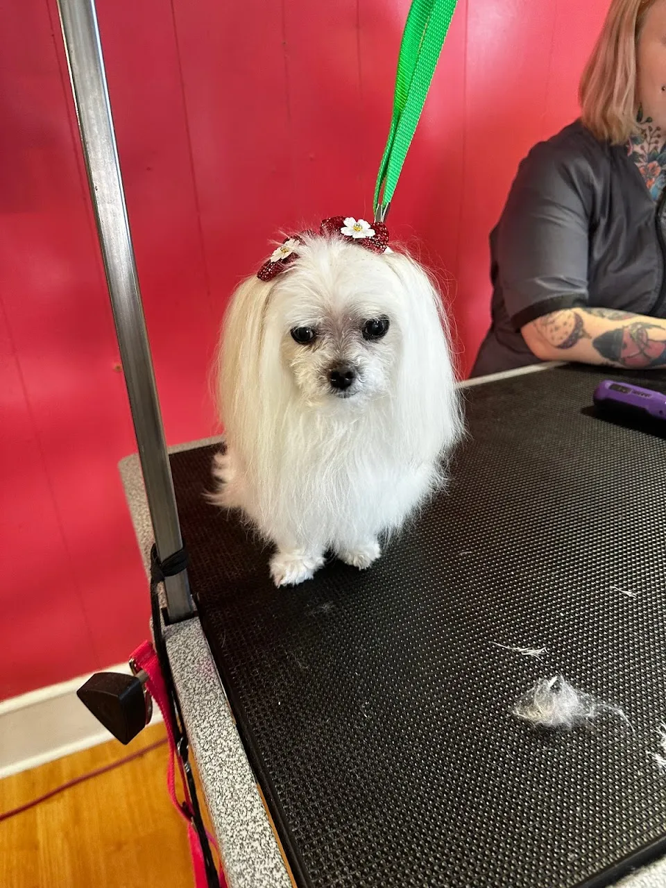 Fantastic Pawz Professional Dog Groomers