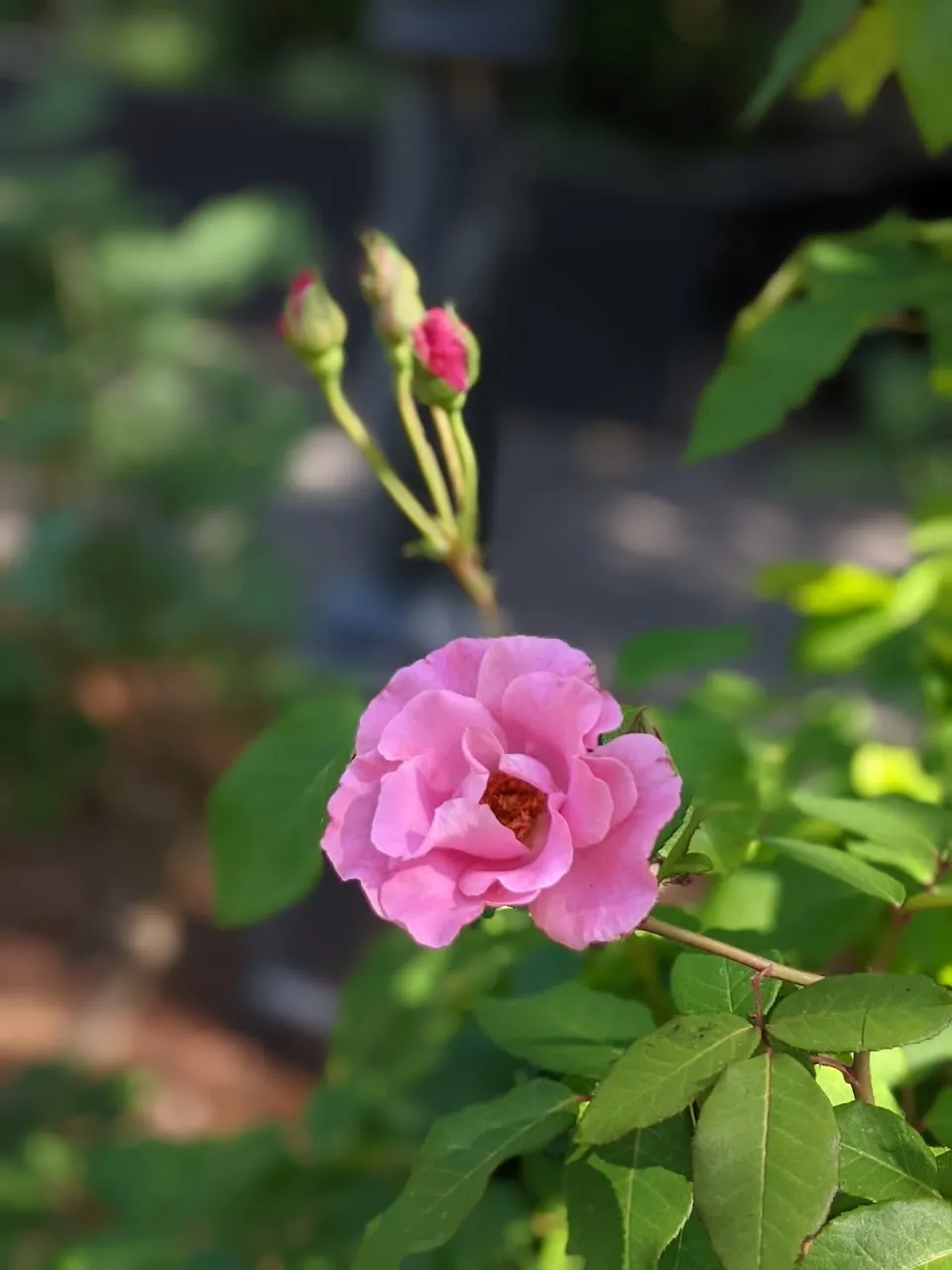 Garden of Fragrance