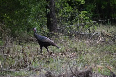 Santee National Wildlife Refuge - Cuddo Unit