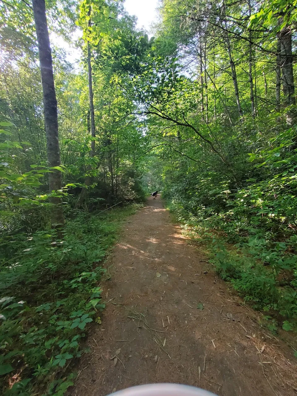 Mud Creek Falls