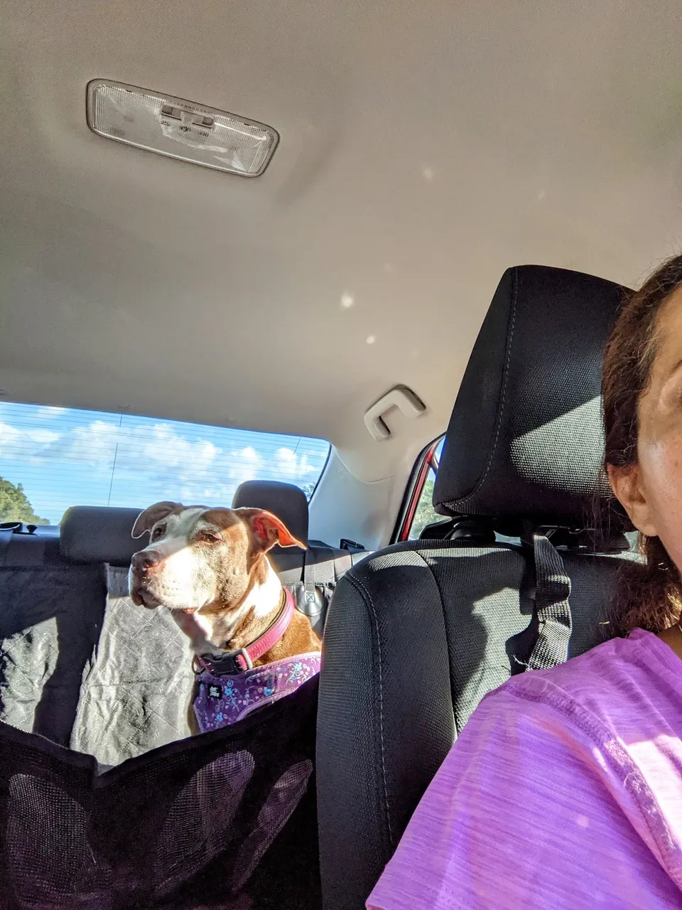 Ravenwood Veterinary Clinic