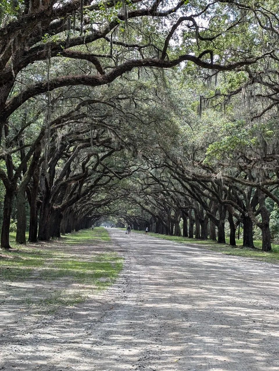 Gray Line Savannah