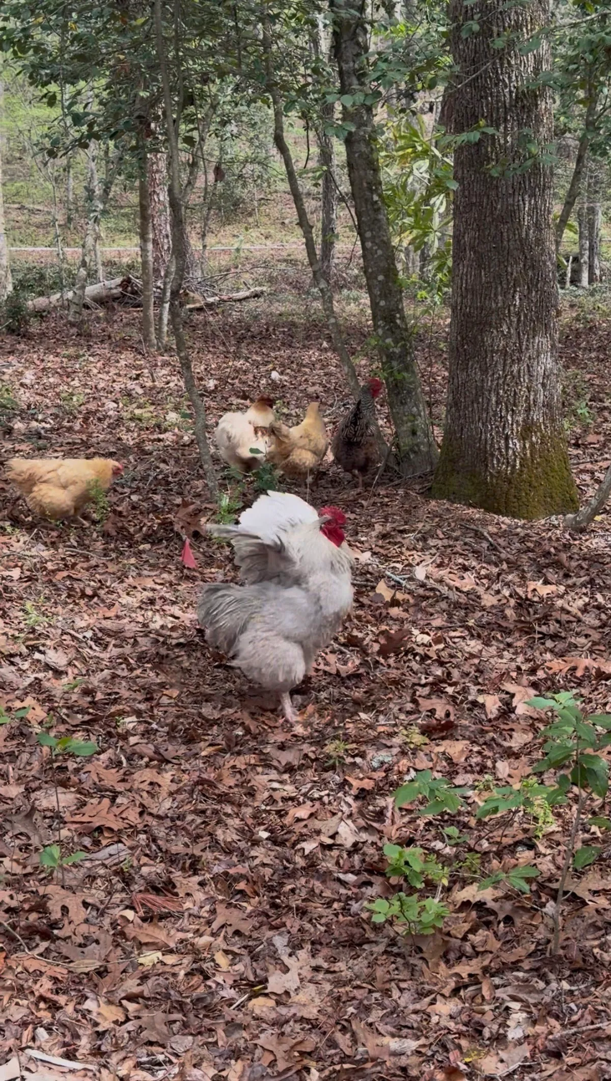 Wanderlust Farms
