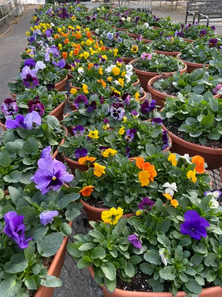 Kathan Gardens and Gifts & Henry's Café