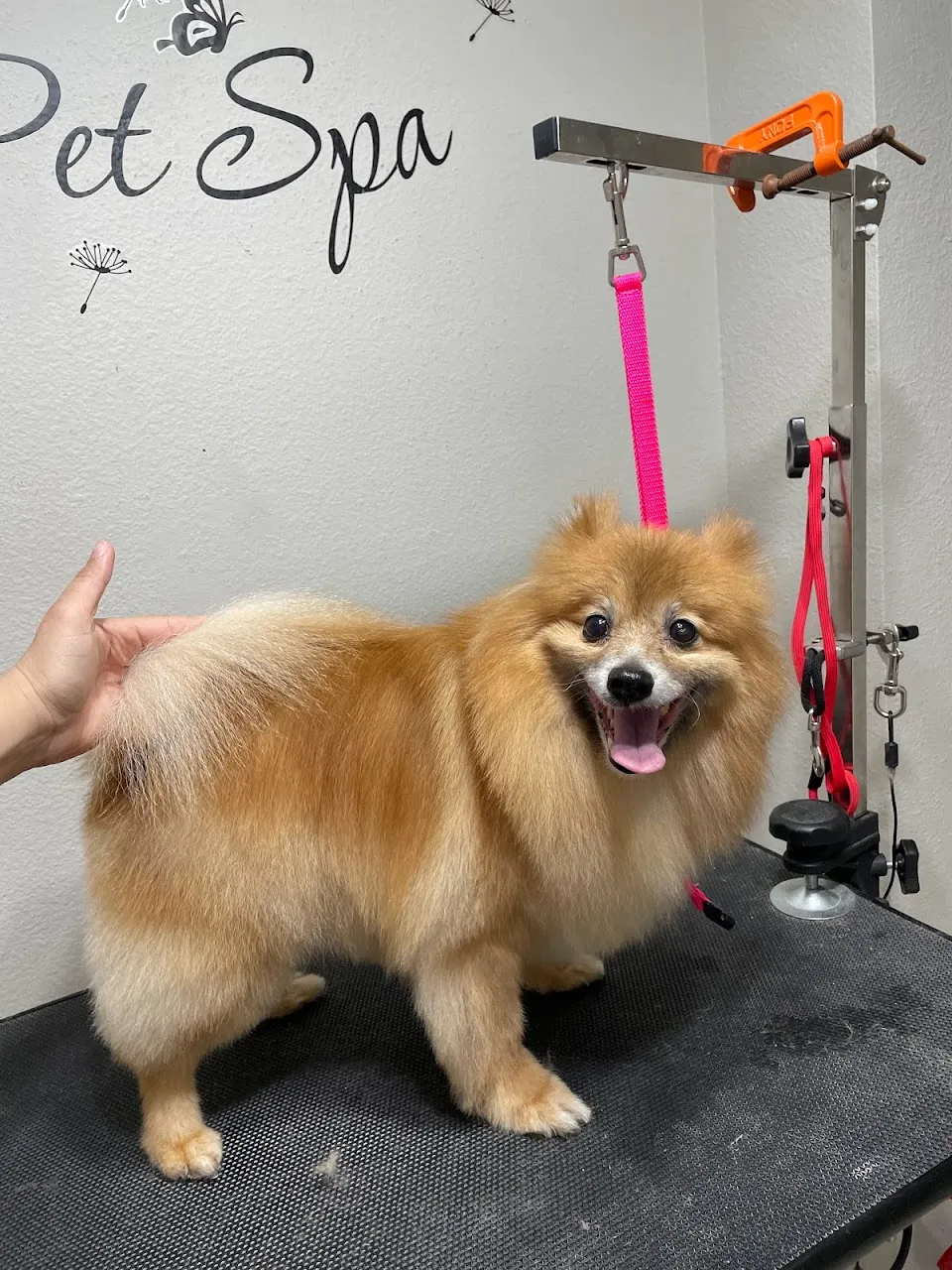 Fluffy Divine The Pet Spa