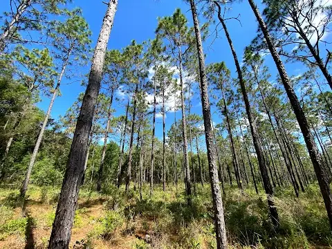 Withlacoochee State Forest - Tucker Hill Day Use Area