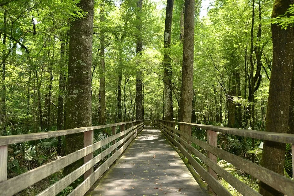 Audubon's Beidler Forest Sanctuary